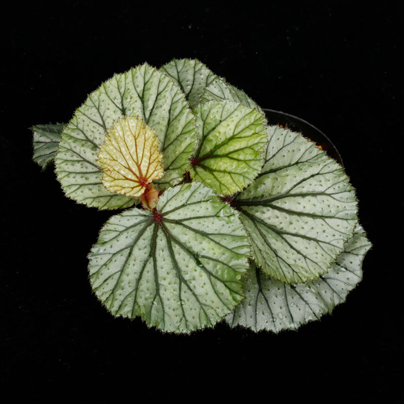 Begonia sp. Sekadau [ �٥��˥� sp. �������� ]���� PN260501-03 ��