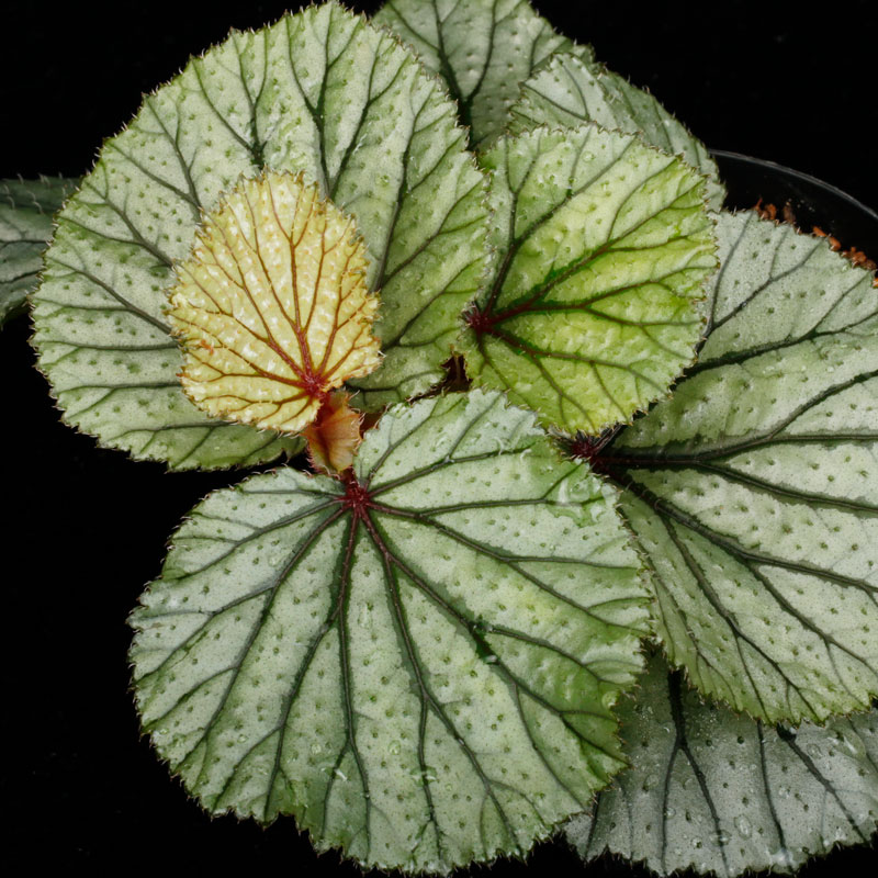 Begonia sp. Sekadau [ �٥��˥� sp. �������� ]���� PN260501-03 ��