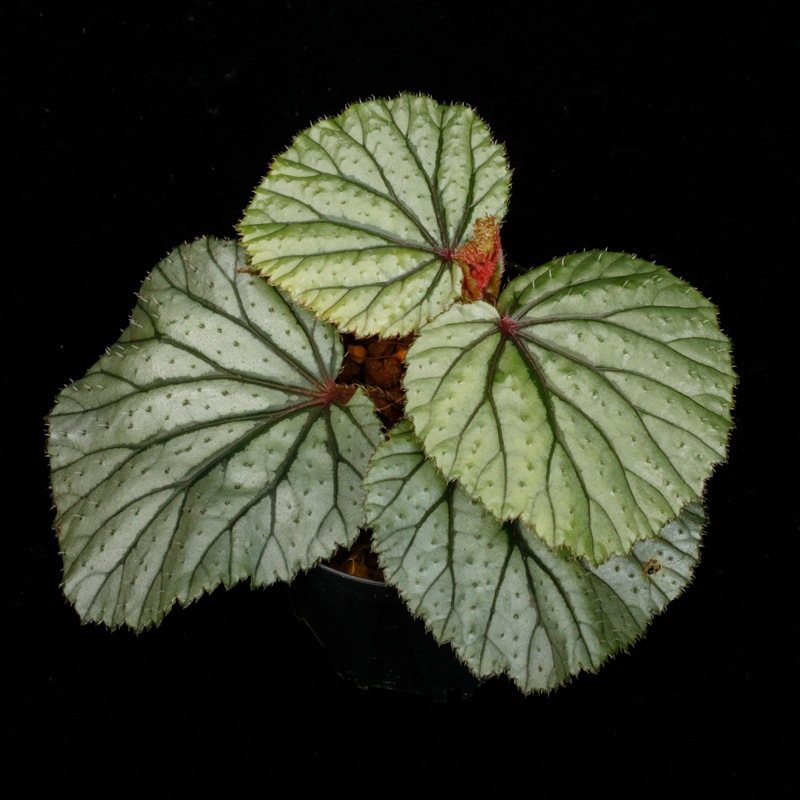 Begonia sp. Sekadau [ �٥��˥� sp. �������� ]���� PN260624-06 ��