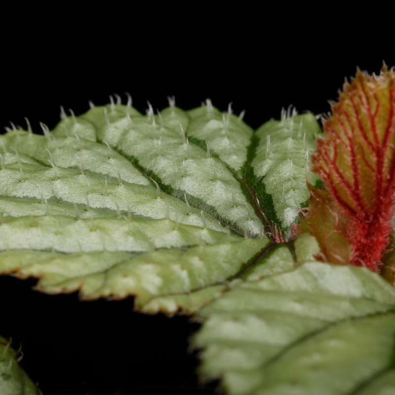 Begonia sp. Sekadau [ �٥��˥� sp. �������� ]���� PN260624-06 ��