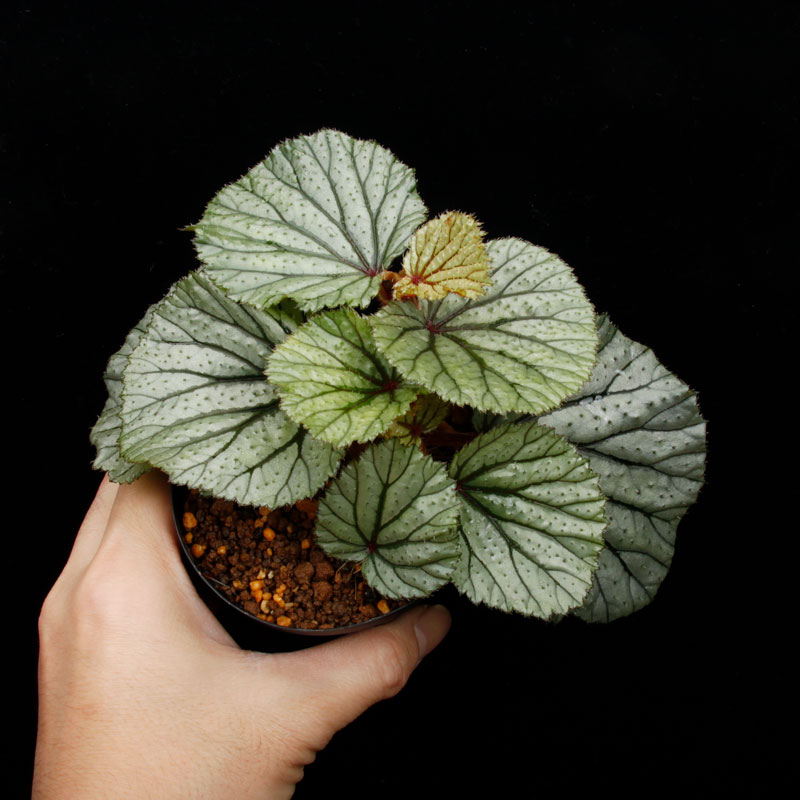 Begonia sp. Sekadau [ �٥��˥� sp. �������� ]���� PN260501-03 ��