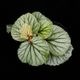 Begonia sp. Sekadau [ �٥��˥� sp. �������� ]���� PN260501-03 ��