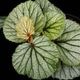 Begonia sp. Sekadau [ �٥��˥� sp. �������� ]���� PN260501-03 ��