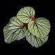 Begonia sp. Sekadau [ �٥��˥� sp. �������� ]���� PN260624-06 ��