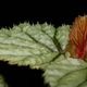 Begonia sp. Sekadau [ �٥��˥� sp. �������� ]���� PN260624-06 ��