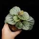 Begonia sp. Sekadau [ �٥��˥� sp. �������� ]���� PN260501-03 ��