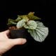 Begonia sp. Sekadau [ �٥��˥� sp. �������� ]���� PN260501-03 ��