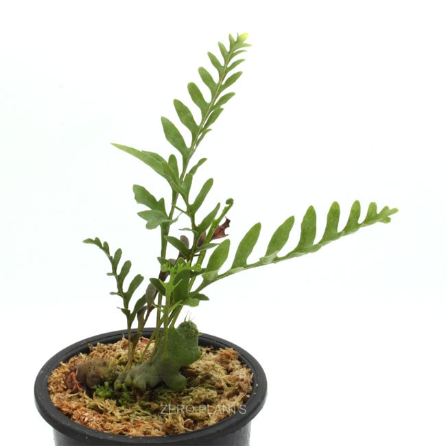 Lecanopteris holttumii [ レカノプテリス・ホルタミー ] 【 PN180601