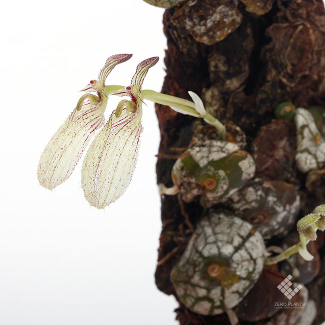Bulbophyllum polliculosum��[ �Х�ܥե���ࡦ�ݥꥯ������ ]���� PN190517-05 ��