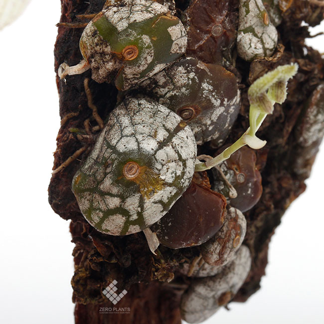 Bulbophyllum polliculosum��[ �Х�ܥե���ࡦ�ݥꥯ������ ]���� PN190517-05 ��