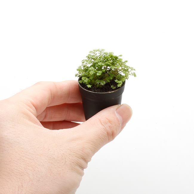 Selaginella Apoda セラジネラ アポダ クッションモス 1ポット パルダリウム ビバリウムに使いやすい植物 Selaginella Apoda セラジネラ アポダ クッションモス 1ポット パルダリウム ビバリウムに使いやすい植物