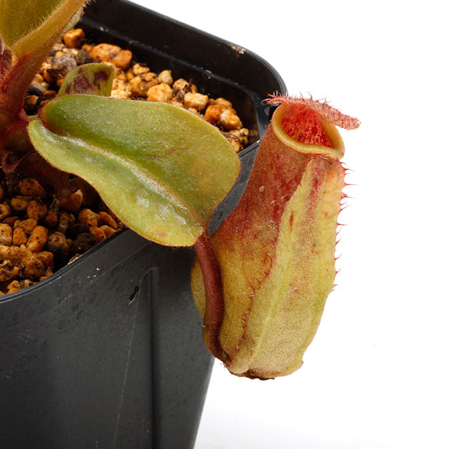 Nepenthes truncata ( highland Reddish leaves ) [ ネペンテス・トランカータ