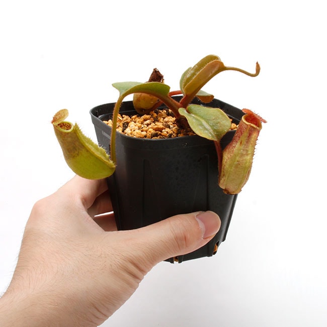 Nepenthes truncata ( highland Reddish leaves ) [ ネペンテス・トランカータ