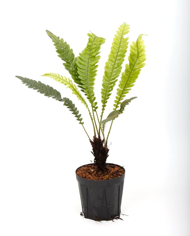 Blechnum obtusatum var. obtusatum [ ブレクナム・オブツサタム var  