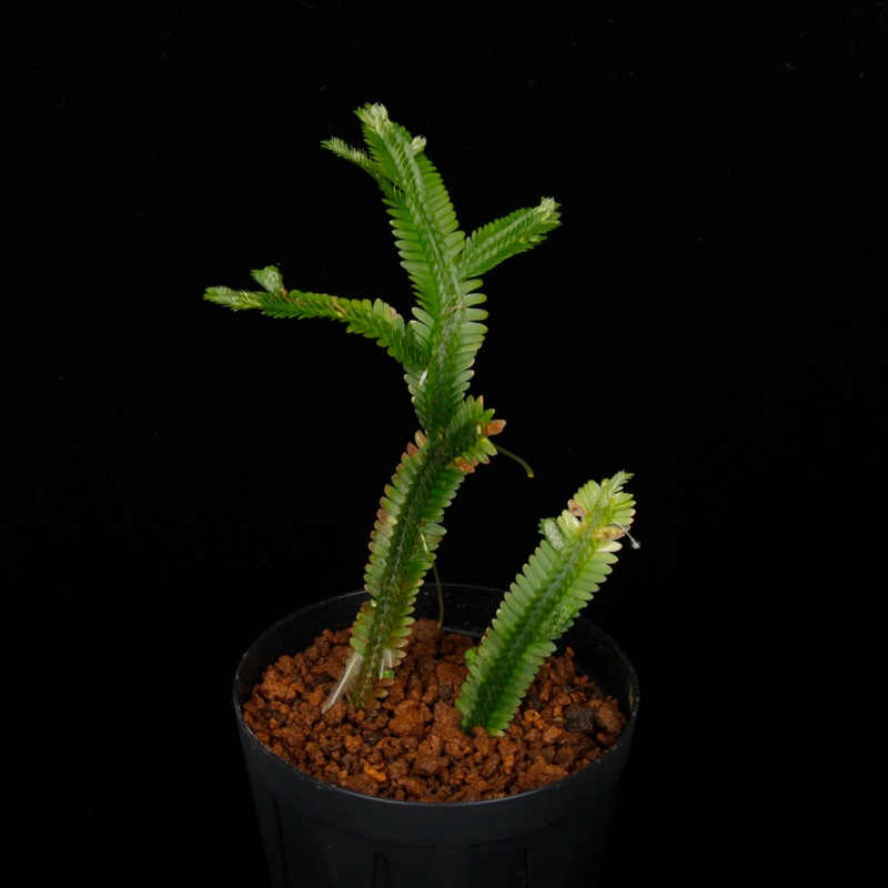 Selaginella sp. " Tumbez "��[ ���饸�ͥ� sp.���ȥ���٥���]�� 250311-06 ��