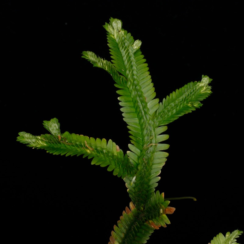 Selaginella sp. " Tumbez "��[ ���饸�ͥ� sp.���ȥ���٥���]�� 250311-06 ��