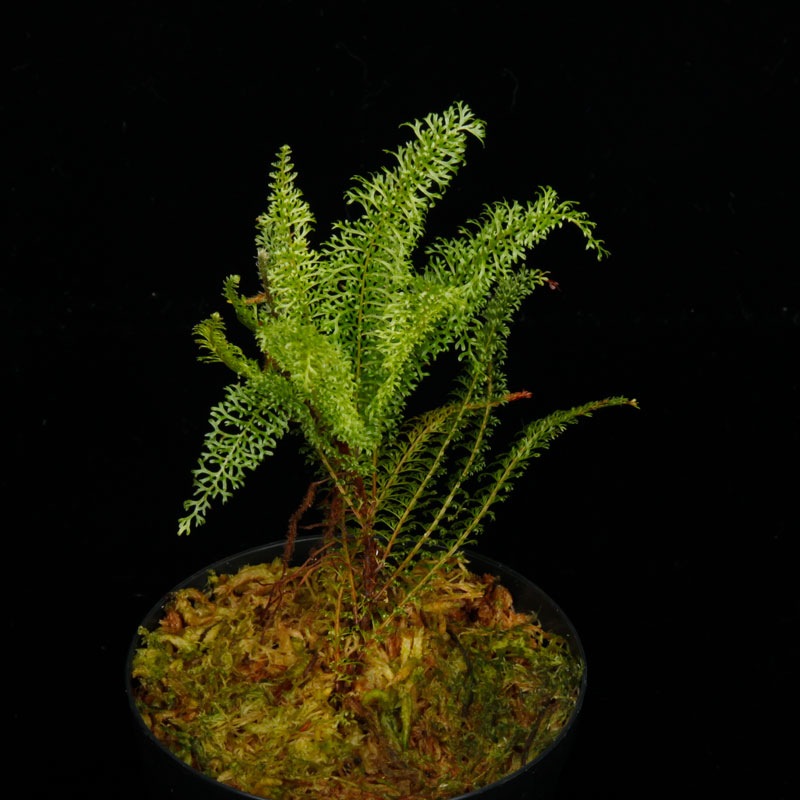 Lindsaea repens��[ ���ɥ���������ڥ� ]���� PN250722-03 ��