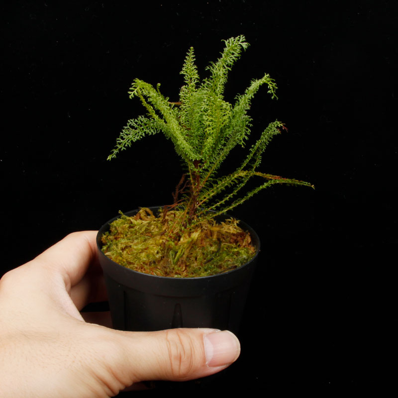 Lindsaea repens��[ ���ɥ���������ڥ� ]���� PN250722-03 ��