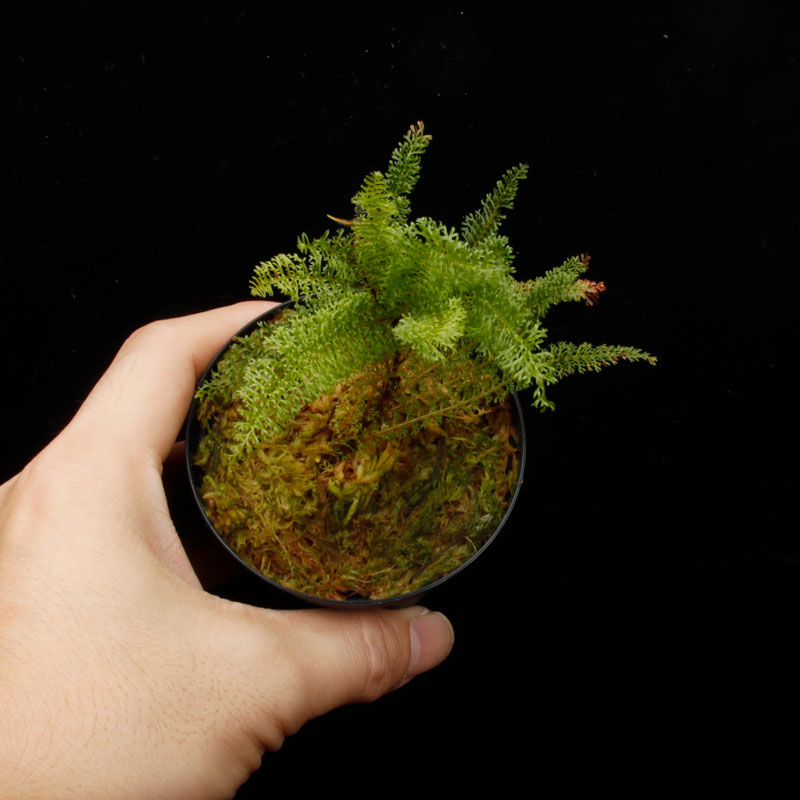 Lindsaea repens��[ ���ɥ���������ڥ� ]���� PN250722-03 ��