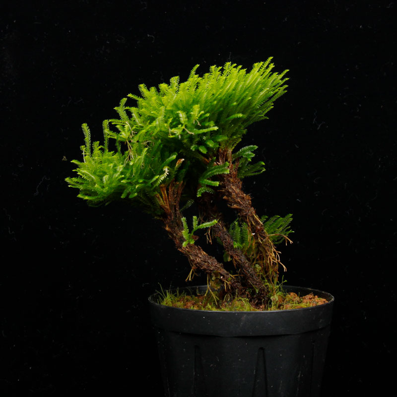 Selaginella pulvinata��[ ���饸�ͥ顦�ץ�ӥʡ��� ]���� PN260501-04 ��