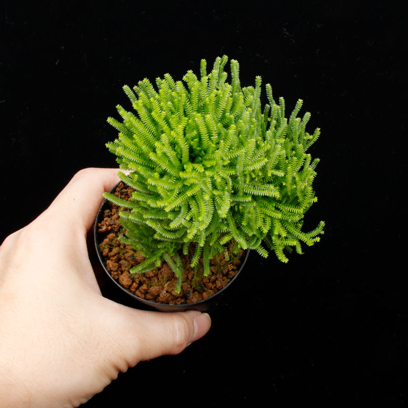 Selaginella pulvinata��[ ���饸�ͥ顦�ץ�ӥʡ��� ]���� PN260501-04 ��