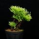Selaginella pulvinata��[ ���饸�ͥ顦�ץ�ӥʡ��� ]���� PN260501-04 ��