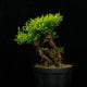 Selaginella pulvinata��[ ���饸�ͥ顦�ץ�ӥʡ��� ]���� PN260501-04 ��