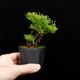 Selaginella pulvinata��[ ���饸�ͥ顦�ץ�ӥʡ��� ]���� PN260501-04 ��