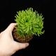 Selaginella pulvinata��[ ���饸�ͥ顦�ץ�ӥʡ��� ]���� PN260501-04 ��