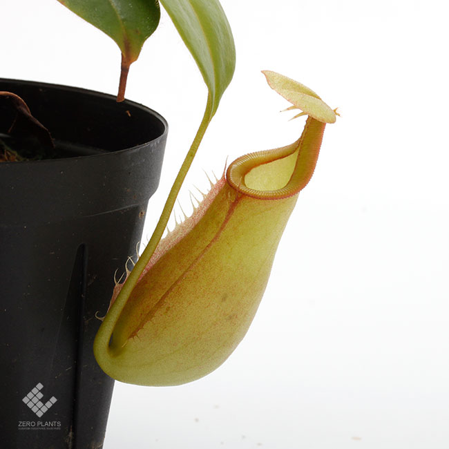 Nepenthes bicalcarata " Red  Orange " [ ͥڥƥӥ륫饿"åɡߥ " ] PN181214-03 