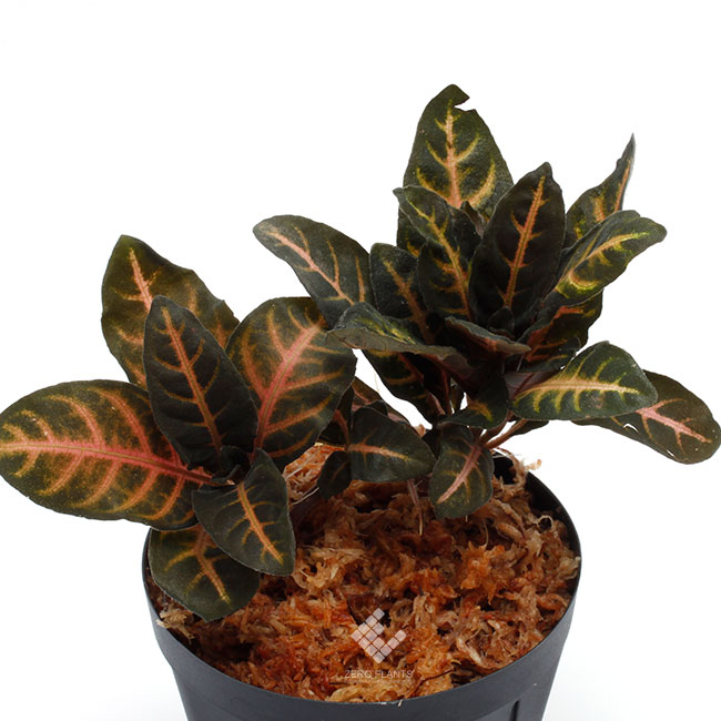 ルブラオーレア マクラタ Aphelandra maculata [ アフェランドラ・マクラータ ] 【 PN210122-03 】