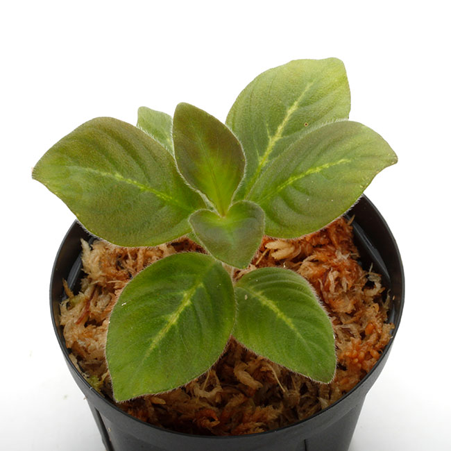 Aphelandra maculata��[ ���ե����ɥ顦�ޥ��顼�� ]���� PN210122-03 ��