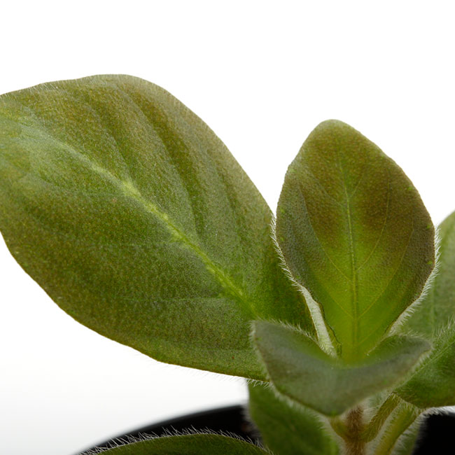 Aphelandra maculata��[ ���ե����ɥ顦�ޥ��顼�� ]���� PN210122-03 ��