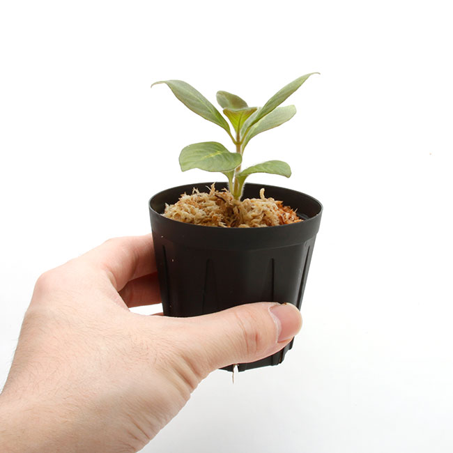 Aphelandra maculata��[ ���ե����ɥ顦�ޥ��顼�� ]���� PN210122-03 ��