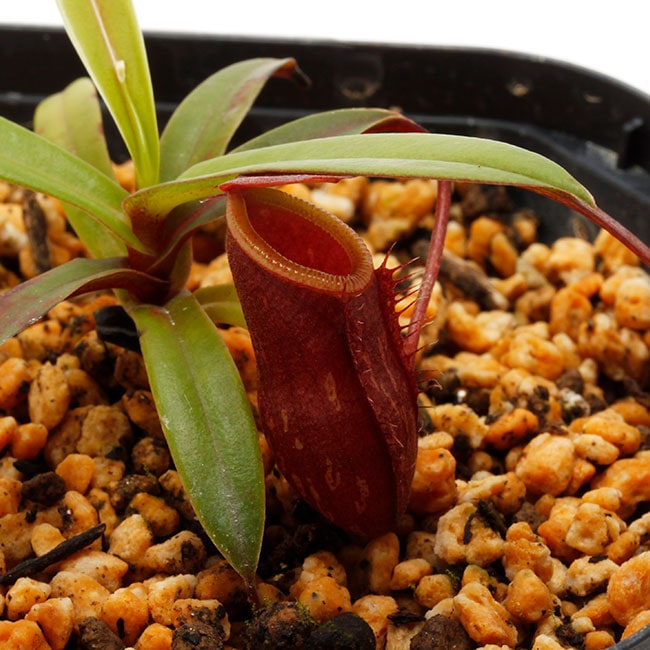 食虫植物 N．pitopangii ネペンテス ピトパンギー ウツボカズラ