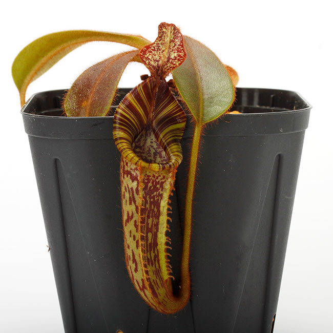 Nepenthes mollis ( hurrelliana ) [ ネペンテス・モリス