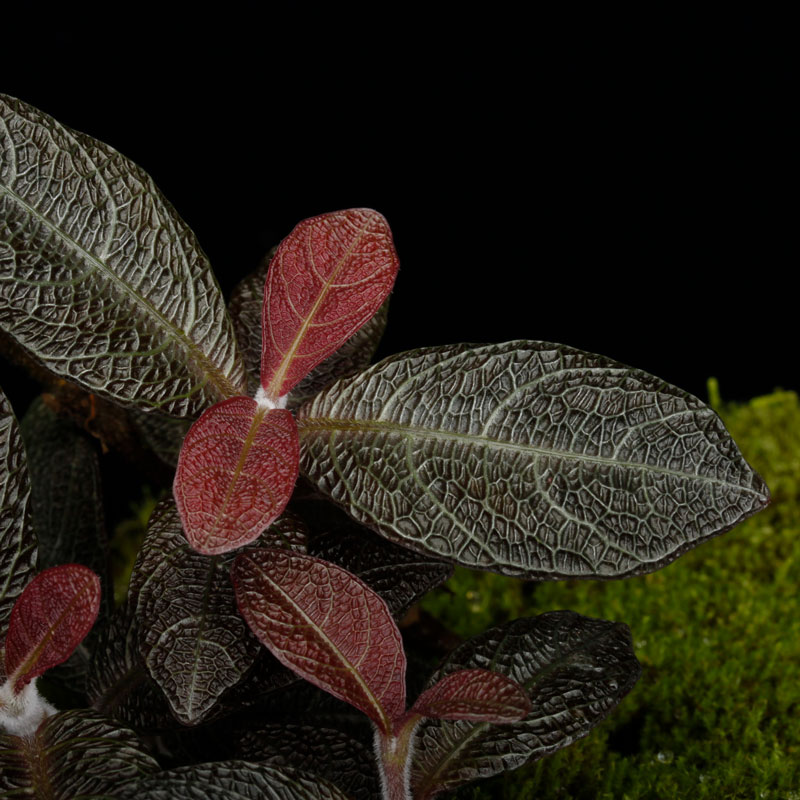 Cosmianthemum sp.��[ �����ߥ��󥻥ޥ� sp. ]���� PN260501-05 ��