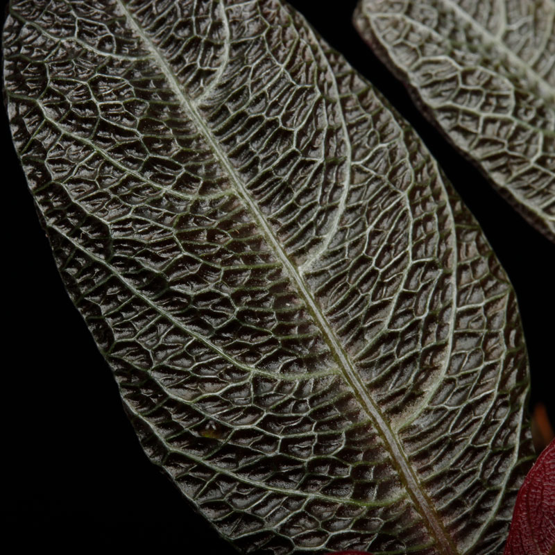 Cosmianthemum sp.��[ �����ߥ��󥻥ޥ� sp. ]���� PN260501-05 ��
