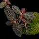 Cosmianthemum sp.��[ �����ߥ��󥻥ޥ� sp. ]���� PN260501-05 ��