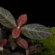 Cosmianthemum sp.��[ �����ߥ��󥻥ޥ� sp. ]���� PN260501-05 ��