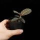 Cosmianthemum sp.��[ �����ߥ��󥻥ޥ� sp. ]���� PN260501-05 ��