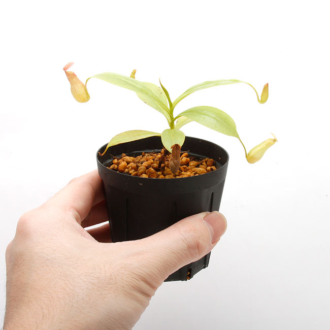 Nepenthes madagascarensis��[ �ͥڥ�ƥ����ޥ��������ꥨ�󥷥� ]���� Borneo Exotics / BE-3247 �ۡ� PN181130-32 ��
