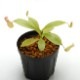 Nepenthes madagascarensis��[ �ͥڥ�ƥ����ޥ��������ꥨ�󥷥� ]���� Borneo Exotics / BE-3247 �ۡ� PN181130-32 ��