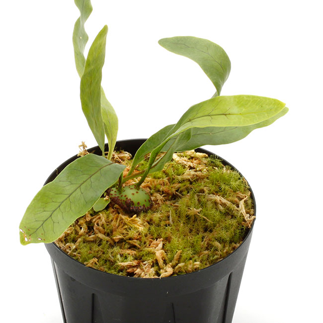 アリ植物　レカノプテリス　ミラビリス　板付 アリ植物って知ってる？ レカノプテリスの育て方と種類 | LOVEGREEN