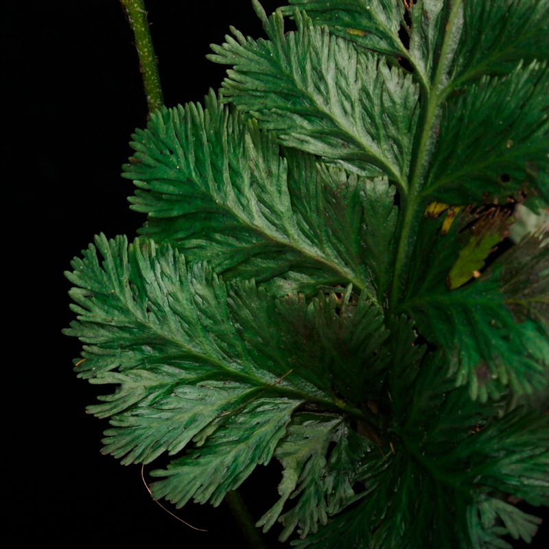 �� �ĸ���ȥꥳ�ޥͥ� ��Trichomanes elegans " Condor mountain range "��[ �ȥꥳ�ޥͥ������쥬�� "����ɥ뻳̮�� " ]�� PN250925-09 ��