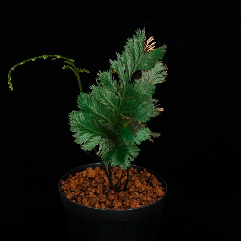 �� �ĸ���ȥꥳ�ޥͥ� ��Trichomanes elegans " Condor mountain range "��[ �ȥꥳ�ޥͥ������쥬�� "����ɥ뻳̮�� " ]�� PN250925-09 ��