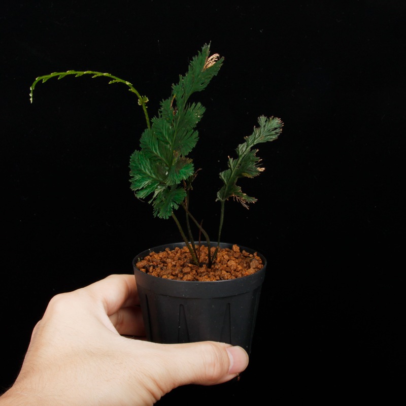 �� �ĸ���ȥꥳ�ޥͥ� ��Trichomanes elegans " Condor mountain range "��[ �ȥꥳ�ޥͥ������쥬�� "����ɥ뻳̮�� " ]�� PN250925-09 ��