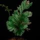 �� �ĸ���ȥꥳ�ޥͥ� ��Trichomanes elegans " Condor mountain range "��[ �ȥꥳ�ޥͥ������쥬�� "����ɥ뻳̮�� " ]�� PN250925-09 ��
