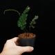 �� �ĸ���ȥꥳ�ޥͥ� ��Trichomanes elegans " Condor mountain range "��[ �ȥꥳ�ޥͥ������쥬�� "����ɥ뻳̮�� " ]�� PN250925-09 ��