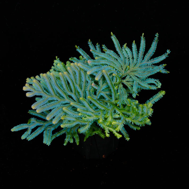 Selaginella siamensis��[ ���饸�ͥ顦��������󥷥� ]���� ML������ �ۡ� PN260501-07 ��